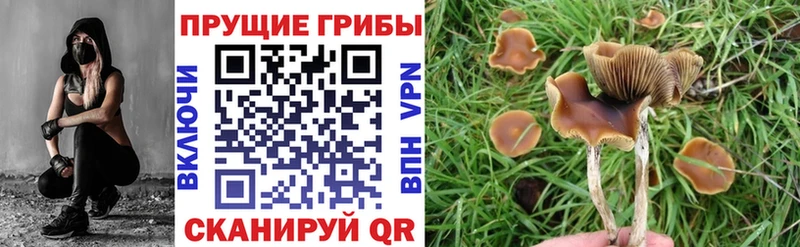 Галлюциногенные грибы Psilocybe  нарко площадка состав  Краснотурьинск 